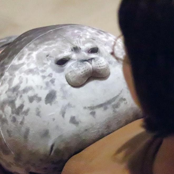 Angry Seal Pillow