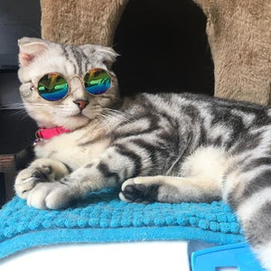 Cute Summer Cat Sunglasses