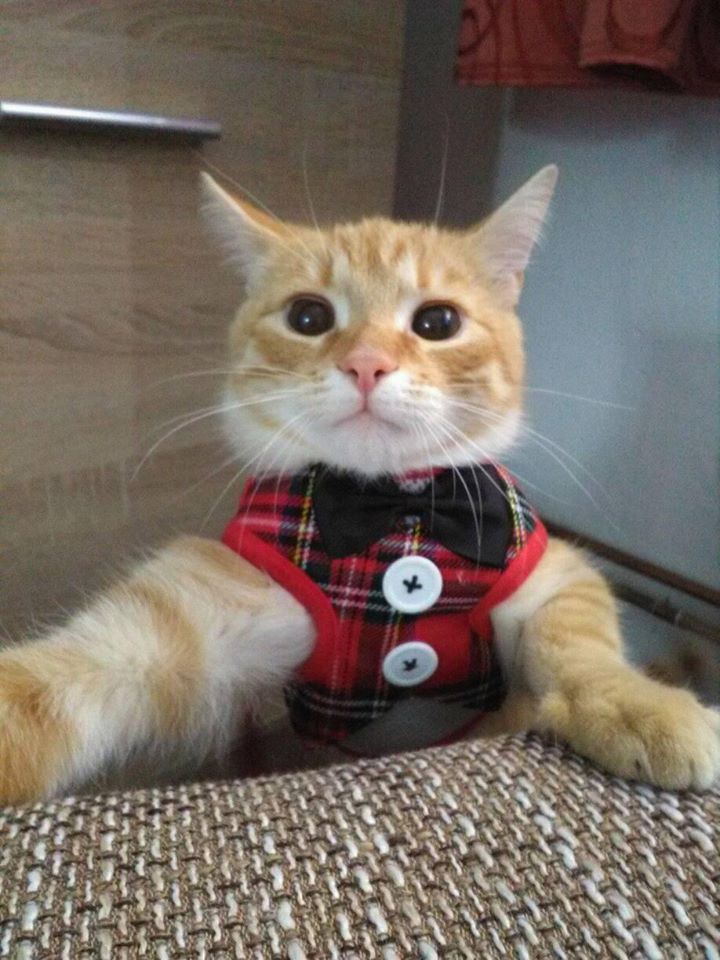 Elegant Cat Vest